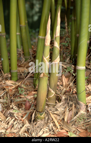 welchen dünger brauchen bananenpflanzen Purgrün Bananendünger 1 Liter main image 0