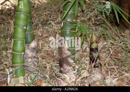 Bambusa Vulgaris Wamin giant Buddha s Bauch Bambus Da fo du zhu  Stockfotografie - Alamy