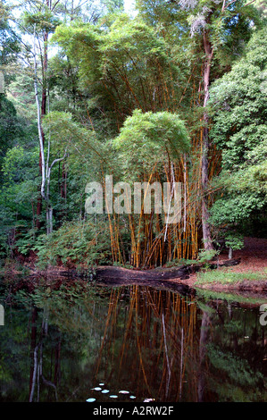 Bambusa Vulgaris Vitatta Striata gelbe Halm Basini verbietet Gui Lu Zhu Barcode Golden Elfenbein lackiert Tigerstripe Green stripe Stockfoto