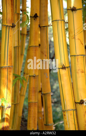 Bambusa Vulgaris Vitatta Striata gelbe Halm Basini verbietet Gui Lu Zhu Barcode Golden Elfenbein lackiert Tigerstripe Green stripe Stockfoto