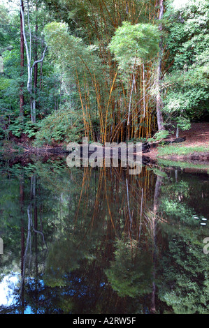 Bambusa Vulgaris Vitatta Striata gelbe Halm Basini verbietet Gui Lu Zhu Barcode Golden Elfenbein lackiert Tigerstripe Green stripe Stockfoto