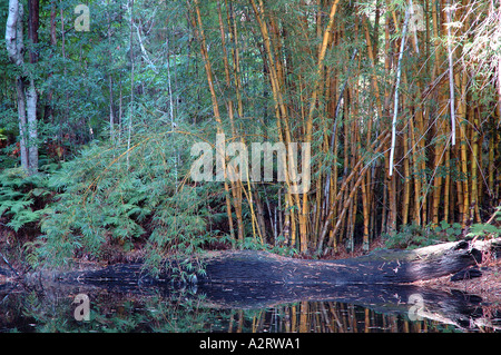 Bambusa Vulgaris Vitatta Striata gelbe Halm Basini verbietet Gui Lu Zhu Barcode Golden Elfenbein lackiert Tigerstripe Green stripe Stockfoto