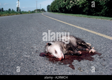 Kadaver von Virginia Opossum (Didelphis Virginiana) getötet von einem Fahrzeug auf einer Autobahn in British Columbia Kanada Stockfoto