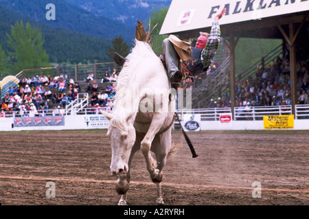 Unruhiges Wildpferd, Cowboy, Rodeo Reiten, Falkland Stampede, BC, Britisch-Kolumbien, Kanada - Bareback herunterfallen Stockfoto