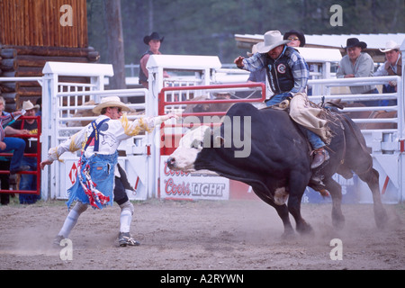 Rodeo-Clown störende Angry Bull Riding Cowboy, Falkland Stampede, BC, Britisch-Kolumbien, Kanada Stockfoto