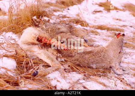 Kadaver von einem Maultierhirsch (Odocoileus Hemionus) getötet von einem Fahrzeug auf einer Autobahn im Winter in British Columbia Kanada Stockfoto