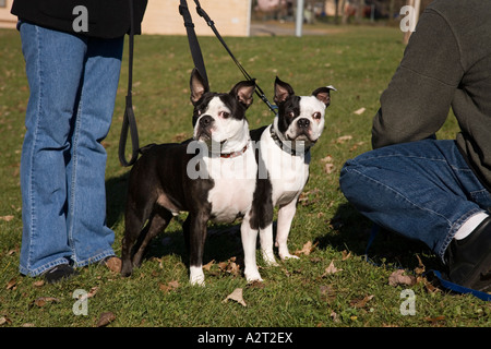 Boston Terrier Hunde fotografiert in North Brunswick, New Jersey USA Stockfoto
