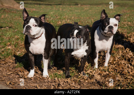 Boston Terrier Hunde fotografiert in North Brunswick, New Jersey USA Stockfoto