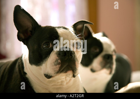 Boston Terrier Hunde fotografiert in North Brunswick, New Jersey USA Stockfoto