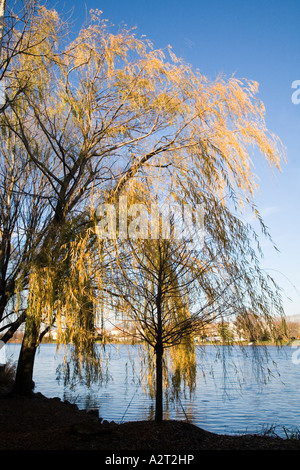 Weiden und See auf dem Gelände der Skulptur Parken Hamilton New Jersey USA Stockfoto