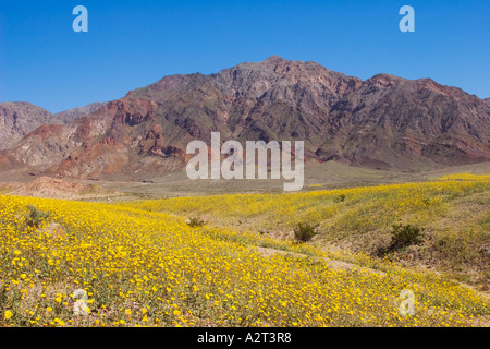 Bereich der blühenden Wüste Sonnenblumen (Gerea Canescens) im Death Valley Nationalpark, Kalifornien, USA. Stockfoto