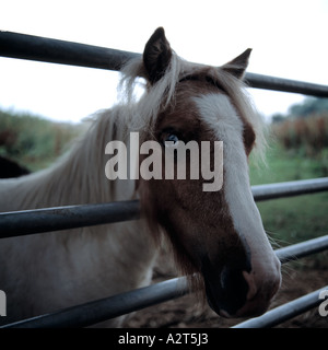 Pony Stockfoto