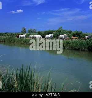 PFERDE ENTLANG CANAL CAMARGUE PROVENCE FRANKREICH Stockfoto
