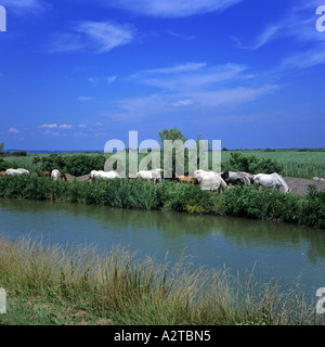 WEISSE PFERDE ENTLANG DES CANAL CAMARGUE PROVENCE FRANKREICH EUROPA Stockfoto