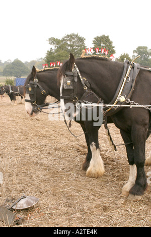 56. britischer Staatsangehöriger Pflügen Meisterschaften, Loseley Park, Guildford, Surrey, Oktober 2006 Stockfoto