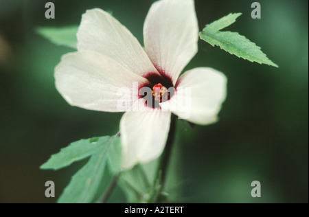 Roselle, rote Sauerampfer, Jamaika Sauerampfer, Florida Cranberry, indische Sauerampfer (Hibiscus Sabdariffa), Blume, fleischigen Blütenkelche sind Stockfoto