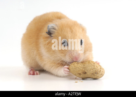 Goldhamster (Mesocricetus Auratus), knabbert an Erdnuss Arachis hypogaea Stockfoto