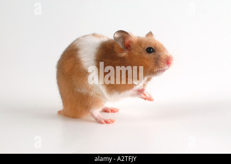 Goldhamster (Mesocricetus Auratus), auf den Hinterbeinen stehend Stockfoto