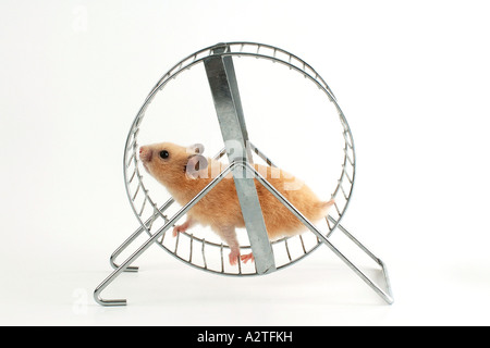 Goldhamster (Mesocricetus Auratus), im Hamsterrad Stockfoto