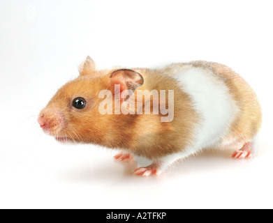 Goldhamster (Mesocricetus Auratus), stehend Stockfoto