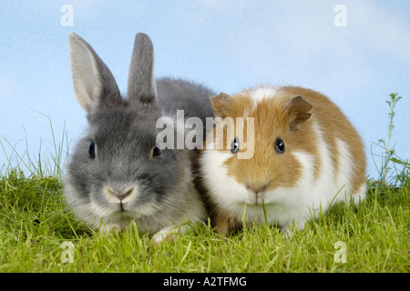 Zwerg Kaninchen und Meerschweinchen (Oryctolagus Cuniculus F. Domestica, Cavia Aperea F. Porcellus), zwei Freunde Stockfoto