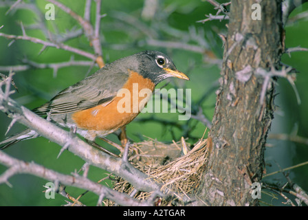 AMERIKANISCHER ROBIN (TURDUS MIGRATORIUS) MÄNNCHEN AM NEST MIT JUNGEN / NEW YORK STATE Stockfoto