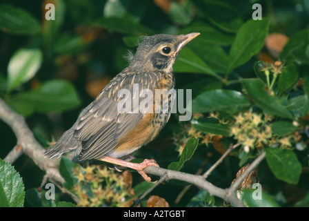 AMERIKANISCHER ROBIN, KÜKEN (TURDUS MIGRATORIUS) / PENNSYLVANIA Stockfoto