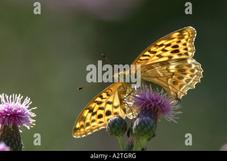 Silber-washed Fritillary (Argynnis Paphia), auf schleichende Distel, Cirsium Arvense, Deutschland, Hessen Stockfoto