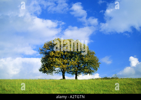 Stieleiche, pedunculate Eiche, Englisch-Eiche (Quercus Robur), Bäume im Herbst Stockfoto