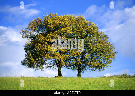 Stieleiche, pedunculate Eiche, Englisch-Eiche (Quercus Robur), Bäume im Herbst Stockfoto