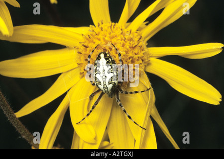 Oakleaf Orbweaver (Araneus Ceropegius, Aculepeira Ceropegia), auf gelbe Blüte, Deutschland Stockfoto