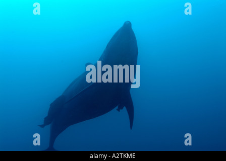 Bottlenosed Delphin im Galapagos-Archipel Stockfoto