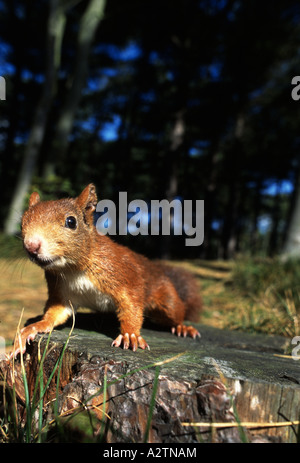 Eichhörnchen (Sciurus Vulgaris) Blick in die Kamera, Formby Punkt, UK. Stockfoto