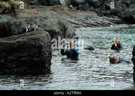 Galápagos-Pinguine in der Galapagos-Archipel Stockfoto