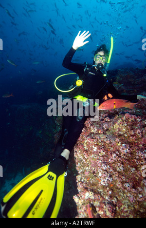 Taucher auf einem Felsen sitzen und winkte in Galapagos Unterwasser Stockfoto