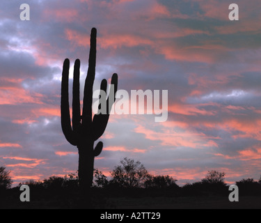 USA - ARIZONA: Giant Saguaro Kaktus Stockfoto