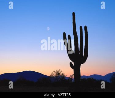 USA - ARIZONA: Giant Saguaro Kaktus Stockfoto