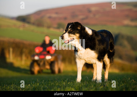 Sheepdog & Bauer auf Quadbike, Brecon Beacons National Park, Powys, Wales Stockfoto