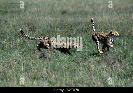 Junge Geparden Acinonyx Jubatus Masai Mara Kenia läuft Stockfoto