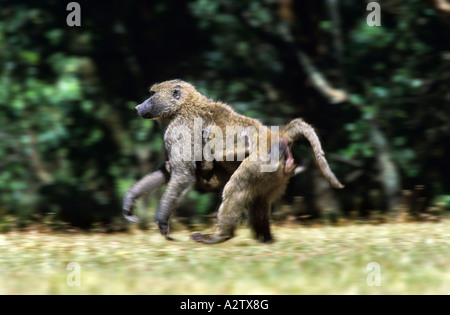 Olive Baboon Papio Anubis weiblich mit Baby hängend auf unter Stockfoto