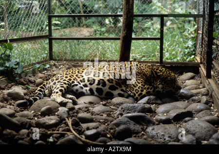 Jaguar in einem privaten Zoo Guanacaste Costa Rica Stockfoto