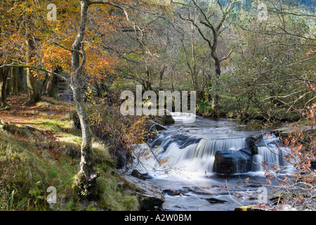 Herbstliche Wälder und Wasserfälle bei Blaen y Glyn in Brecon-Beacons-Nationalpark Stockfoto