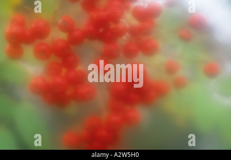 Klangschöne Nahaufnahme von roten Beeren mit frühen Herbst, die Blätter drehen der Rowan oder Eberesche oder Sorbus aucuparia Stockfoto