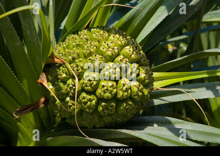 Hala Baum (Schraube-Kiefer) oder Pandanus Tectorius Frucht Stockfoto