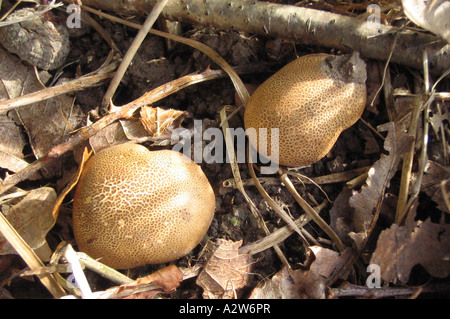 GEMEINSAME EARTHBALL Pilz - Sklerodermie Citrinum mit seiner unverwechselbaren schuppigen gelben Fläche in einem Laub-Wald in der Nähe von Sheffield. Stockfoto