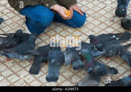 Stock Foto aviäre Grippe-Gefahr Stockfoto