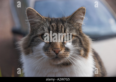 Katze sitzt in einer Kneipe Garten St. Margaret s bei Cliffe Dover Kent England Stockfoto