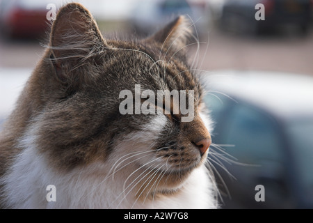 Katze sitzt in einer Kneipe Garten St. Margaret s bei Cliffe Dover Kent England Stockfoto