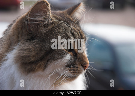 Katze sitzt in einer Kneipe Garten St. Margaret s bei Cliffe Dover Kent England Stockfoto