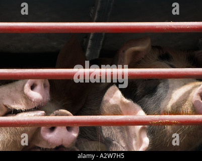 Intensive Schweinehaltung Schweine in einem Stift auf einem Bauernhof in Frankreich Stockfoto